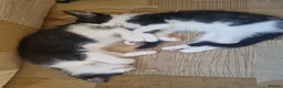 Turkish Van cats for sale: 1 Male and 1 Female kittens - Advert 2
