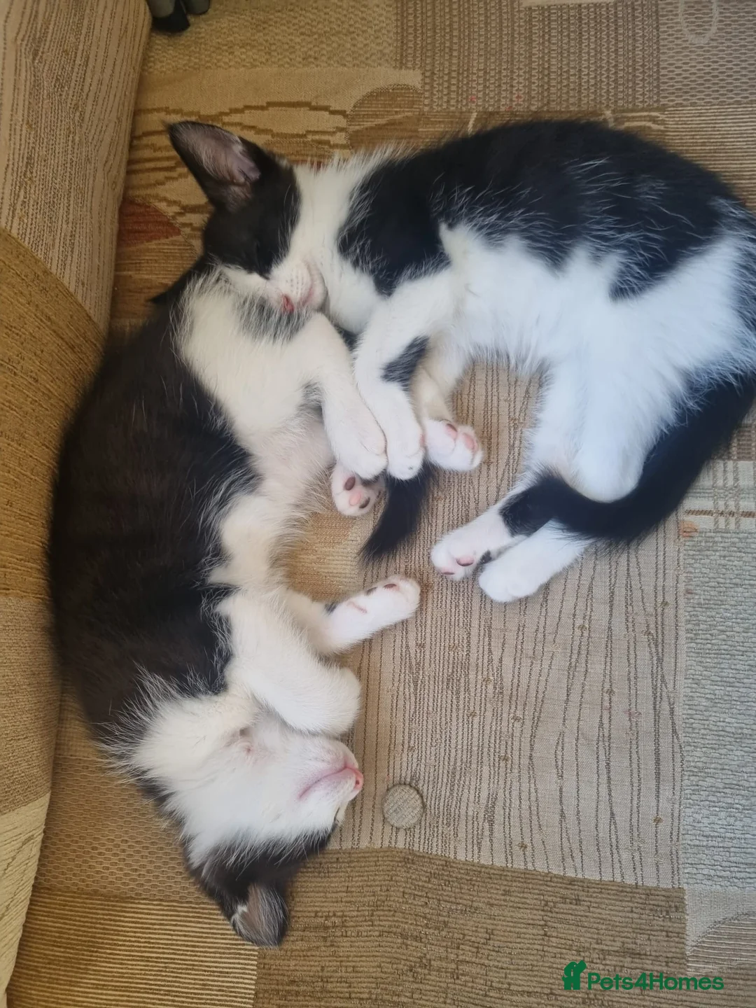 Turkish Van cats for sale: 1 Male and 1 Female kittens - Advert 2