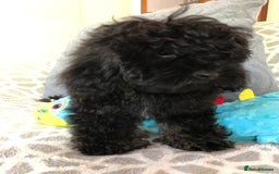 Shihpoo dogs for sale: shihpoo puppies for sale  - Image 10