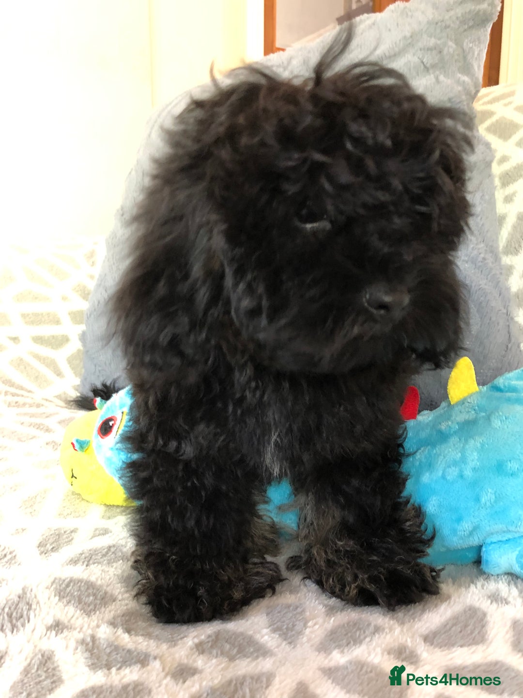 Shihpoo dogs for sale: shihpoo puppies for sale  - Image 10