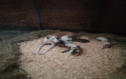 Mixed Breed dogs for sale: Beautiful lurcher puppies - Image 2