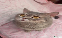 British Shorthair cats for sale: 2 (M+F) Friendly & Cute British Shorthair Kittens - Image 11