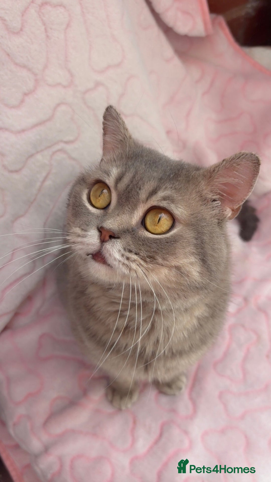 British Shorthair cats for sale: 2 (M+F) Friendly & Cute British Shorthair Kittens - Image 11