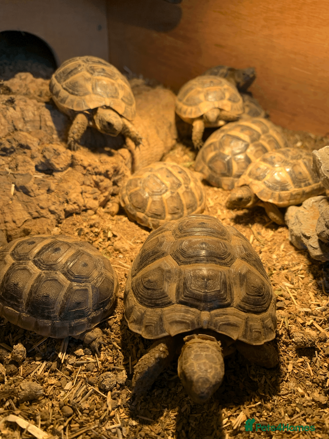 Tortoise reptiles for sale: Mediterranean Spur-thigh Hatchlings - Advert 2