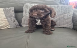 Cockapoo dogs for sale: F1 cockapoo - Ready Now - Image 5