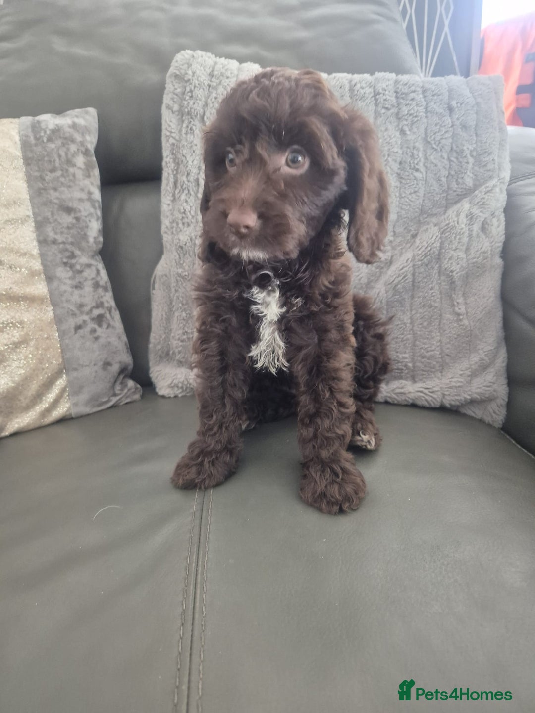Cockapoo dogs for sale: F1 cockapoo - Ready Now - Image 5
