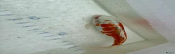 Koi Carp fish for sale: Japanese koi plus more - Advert 5