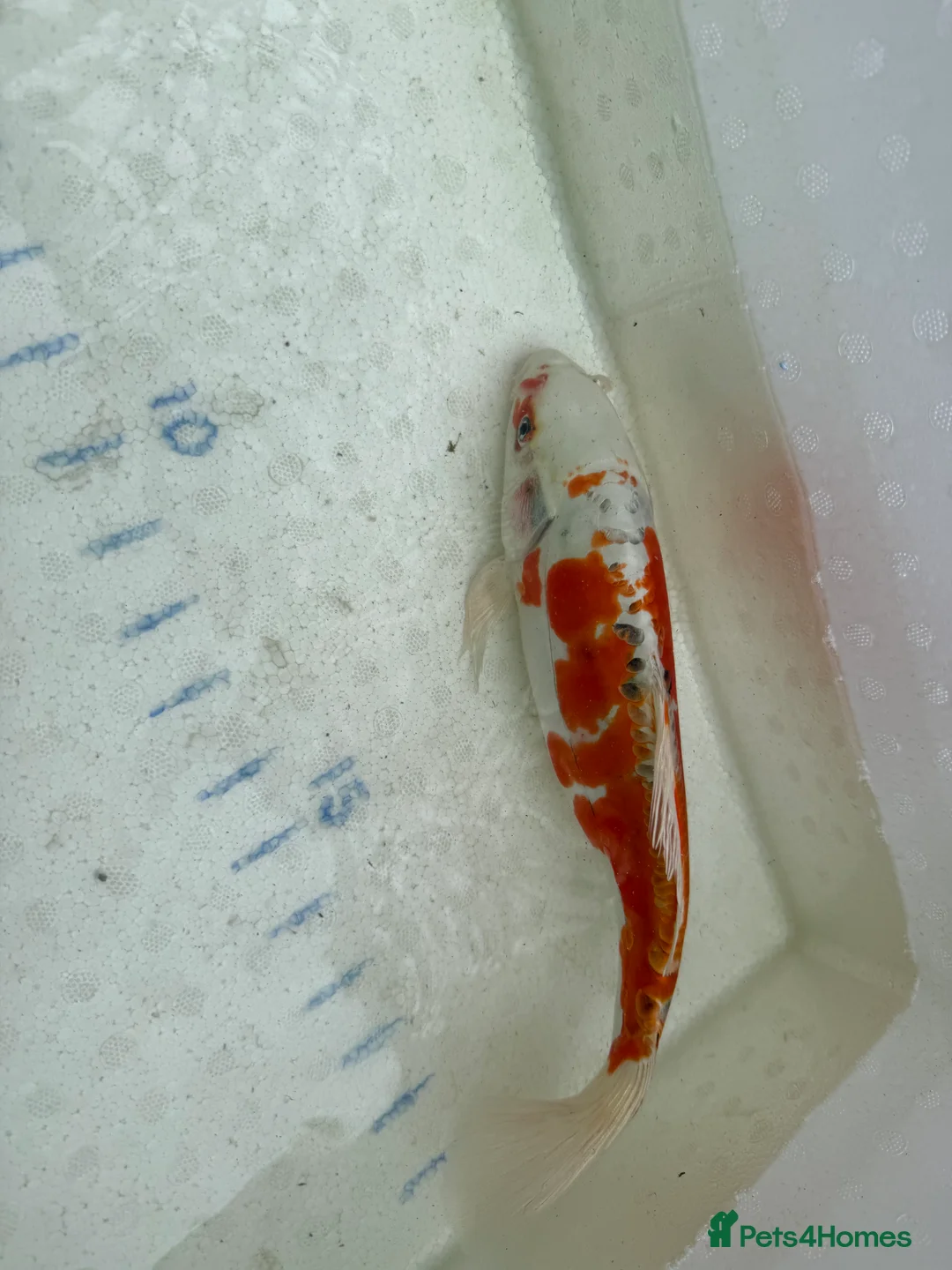 Koi Carp fish for sale: Japanese koi plus more - Advert 5