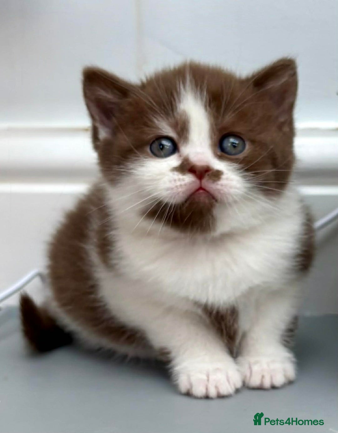 British Shorthair cats for sale: Luxury British Short-Choc& Bi-Coloured|07988240877 - Advert 8