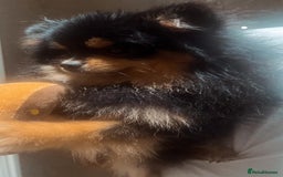 Pomeranian dogs for sale: Beautiful Mini Pomeranian Male - Image 6