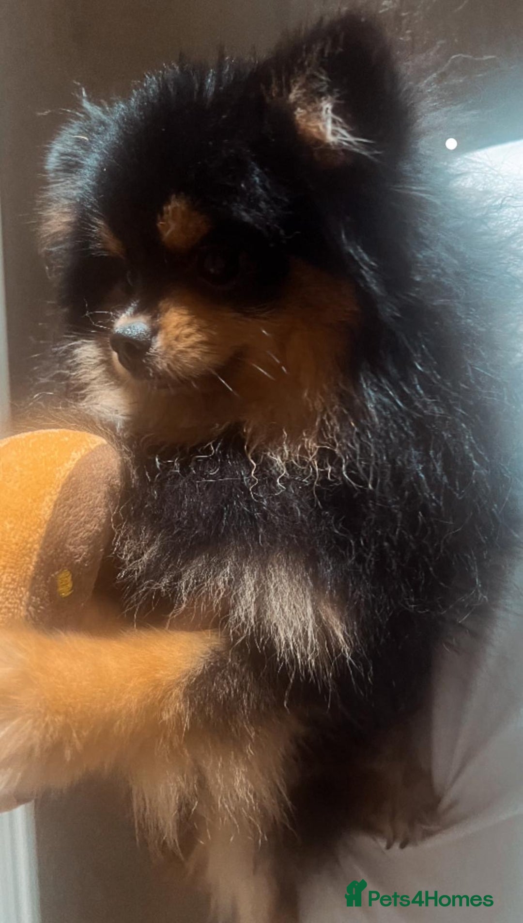 Pomeranian dogs for sale: Beautiful Mini Pomeranian Male - Image 6