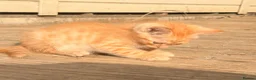 Savannah cats for sale: Ginger x f5 Savannah kittens 🔥 - Advert 4