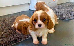 Cavalier King Charles Spaniel dogs for sale: Beautiful litter of King Charles Cavaliers - Image 6