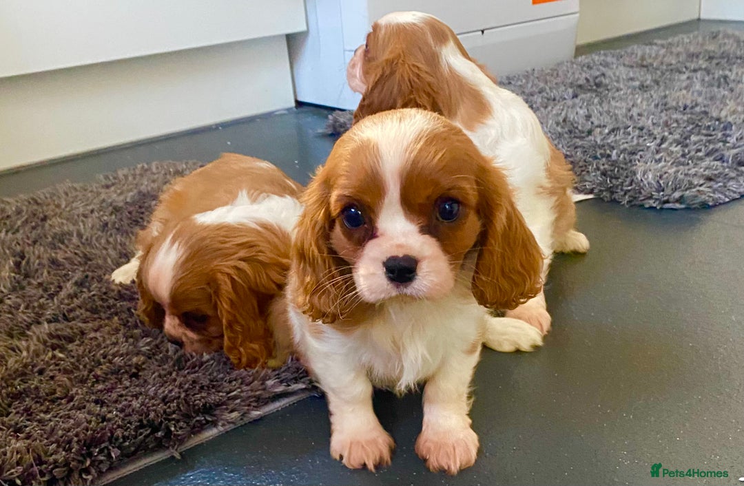 Cavalier King Charles Spaniel dogs for sale: Beautiful litter of King Charles Cavaliers - Image 6