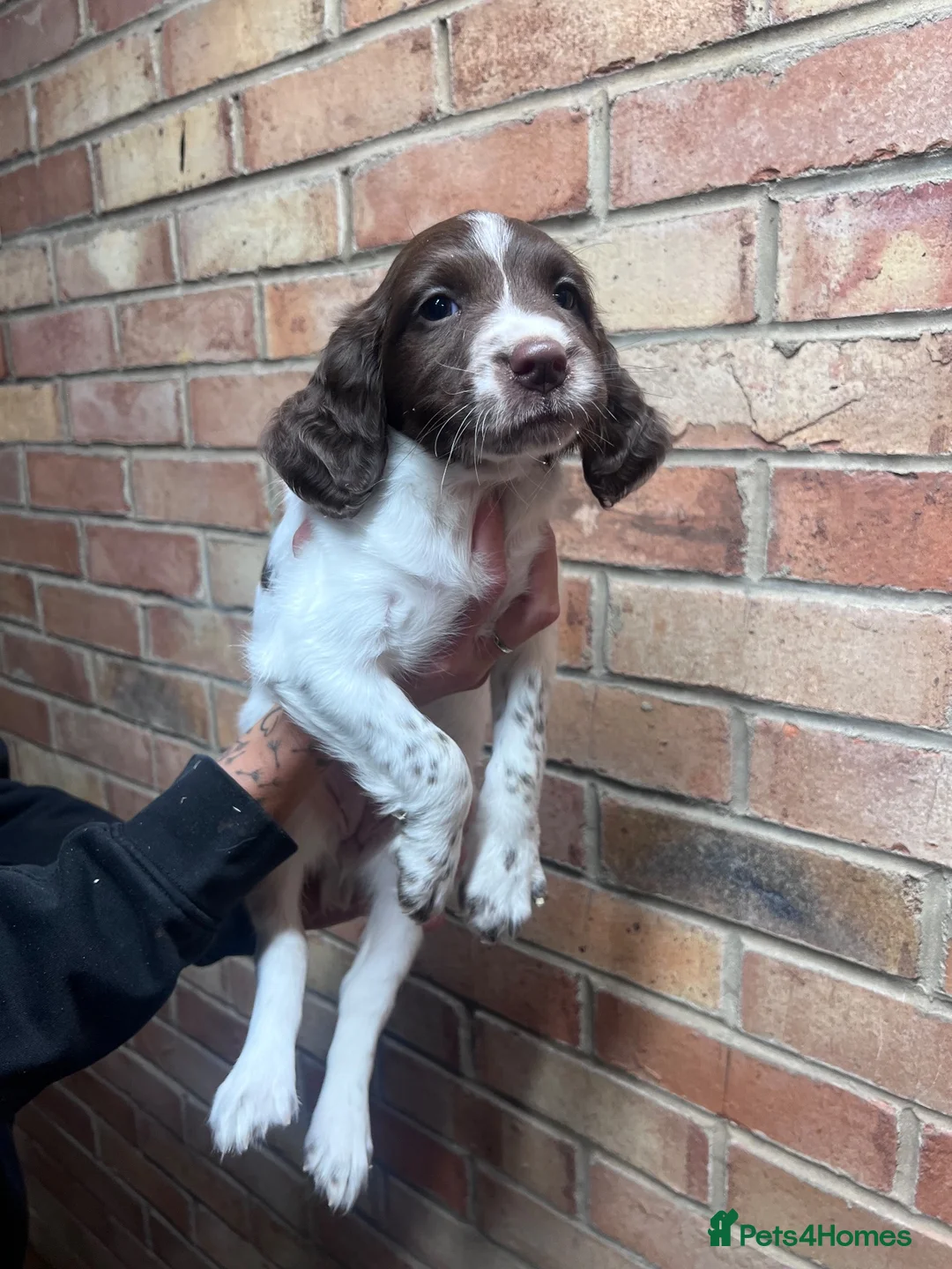 English Springer Spaniel dogs for sale: KC ESS - fully health tested parents  - Advert 6
