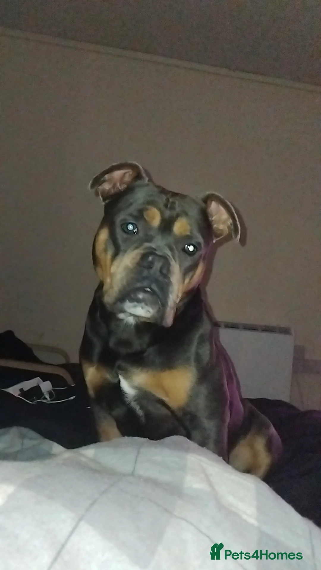 Olde English Bulldogge dogs for sale: Olde english bulldog  in Walsall - Advert 3
