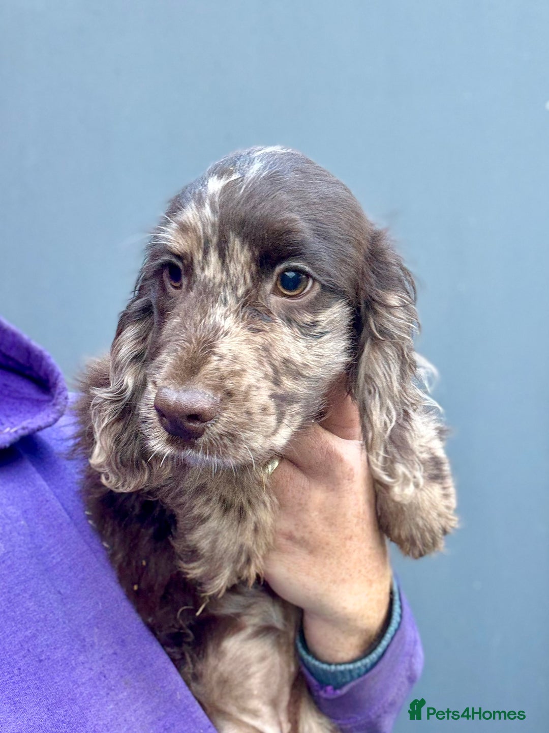 Cocker Spaniel dogs for sale: Stunning Cocker Girl - Advert 1