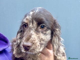 Cocker Spaniel dogs Stunning Cocker Girl - Advert 1