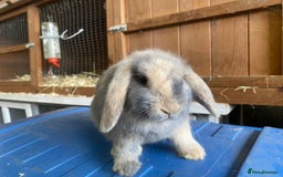 Mini Lop rabbits for sale: Stunning babies various ages vaccinated  - Advert 28