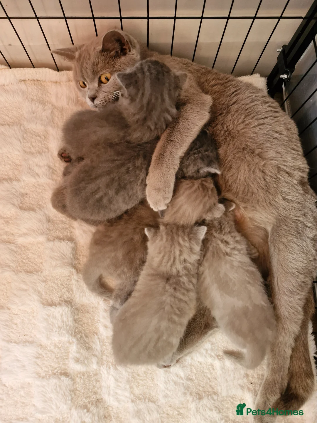 British Shorthair cats for sale: British shorthair blue and lilac - Advert 8