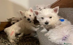 West Highland Terrier dogs for sale: Beautiful Westie puppies  - Image 7