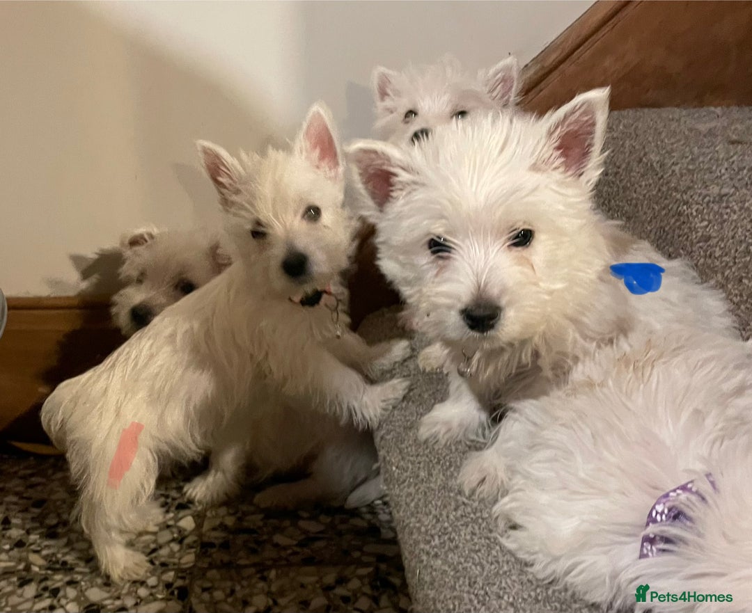 West Highland Terrier dogs for sale: Beautiful Westie puppies  - Image 7