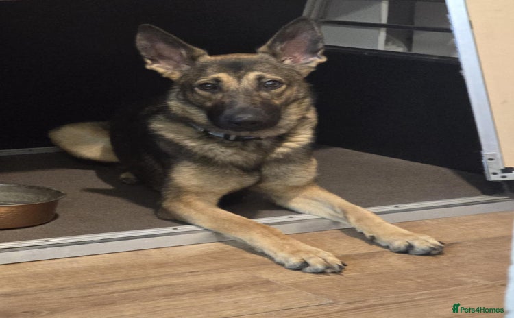 German Shepherd dogs - Advert 2
