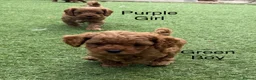 Cavapoo dogs for sale: Backcrossed/ F1b cavapoo - Advert 7