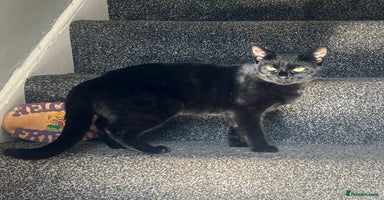 Domestic Shorthair cats Beautiful black cat looking for new home🐾🩷 - Advert 4