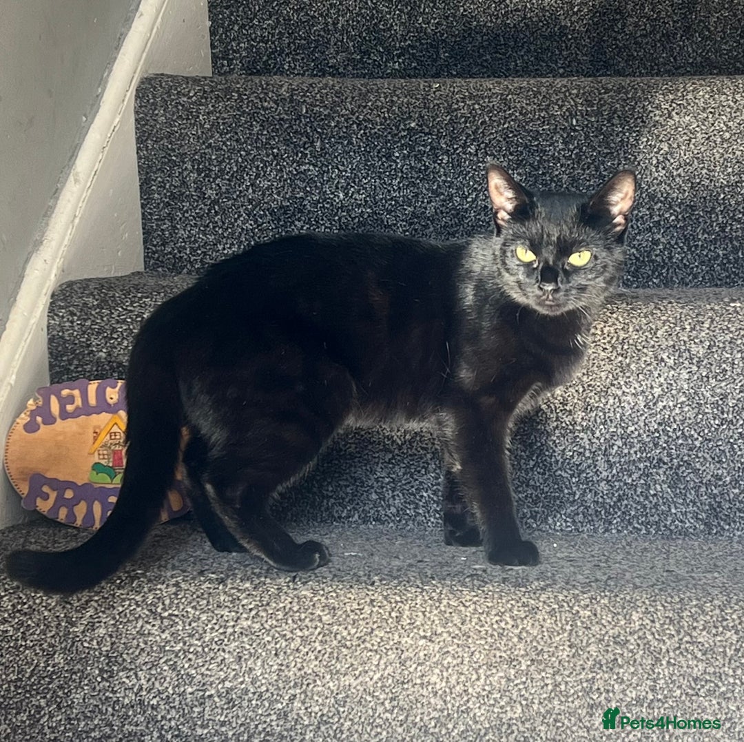 Domestic Shorthair cats for sale: Beautiful black cat looking for new home🐾🩷 - Advert 2