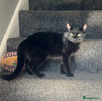 Domestic Shorthair cats Beautiful black cat looking for new home🐾🩷 - Advert 4