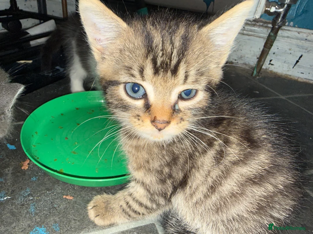 Mixed Breed cats for sale: 3 male kittens  - Advert 4