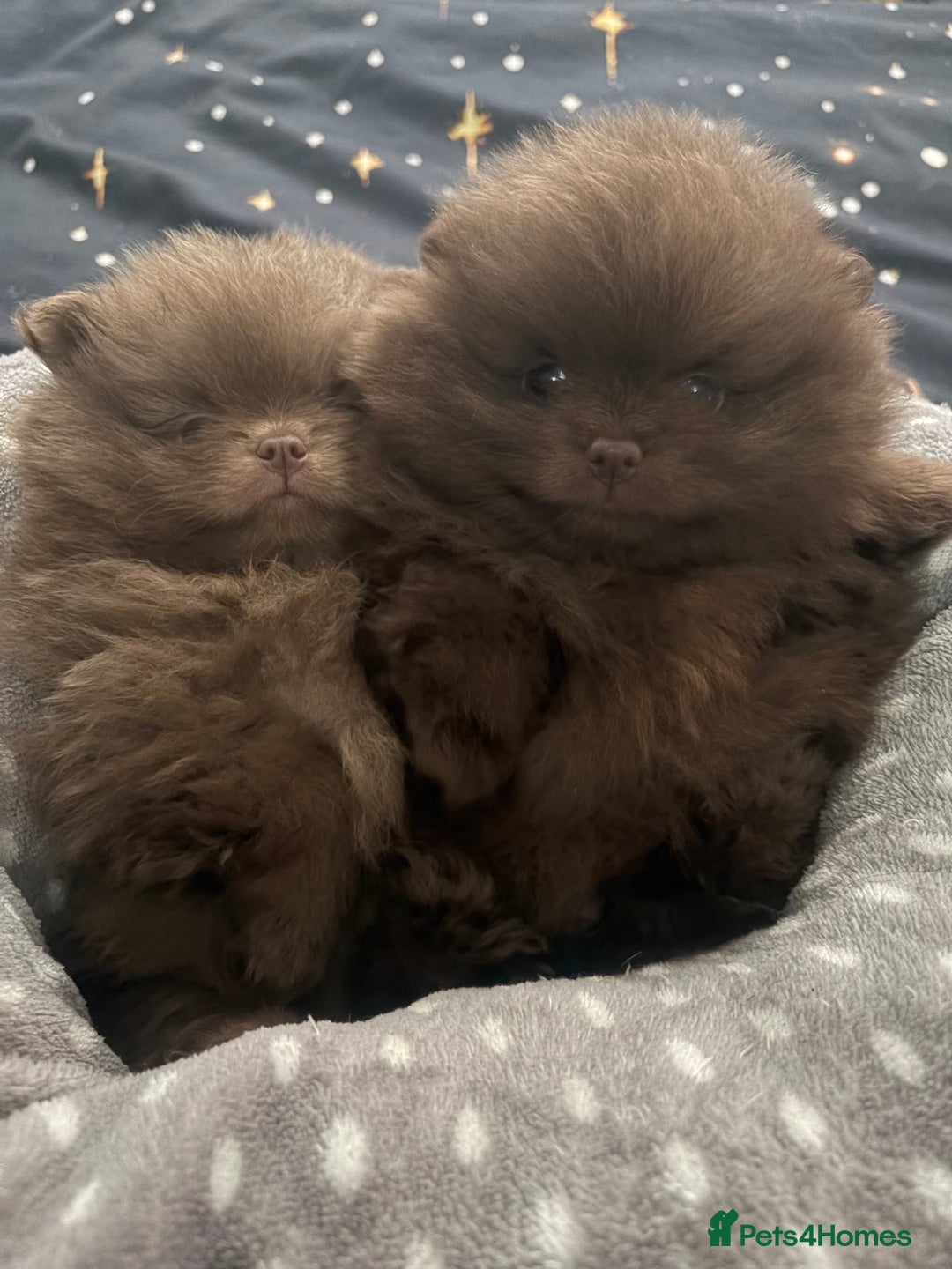 Pomeranian dogs for sale: 3 amazing teddy bear face puppies 🐻🐻🐻 - Advert 5