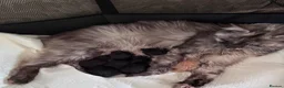Maine Coon cats for sale: Maine Coon Kittens-Black Smoke&Cream Silver - Advert 39