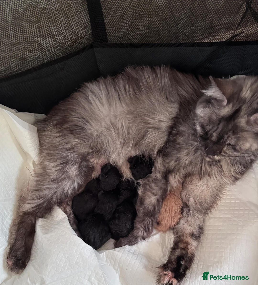 Maine Coon cats for sale: Maine Coon Kittens-Black Smoke&Cream Silver - Advert 39