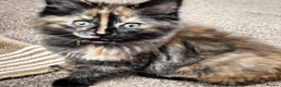 Maine Coon cats for sale: Maine coon kittens ready for new homes  in Carlisle - Advert 2