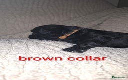 Miniature Schnauzer dogs for sale: 5 female miniature schnauzers - Image 9