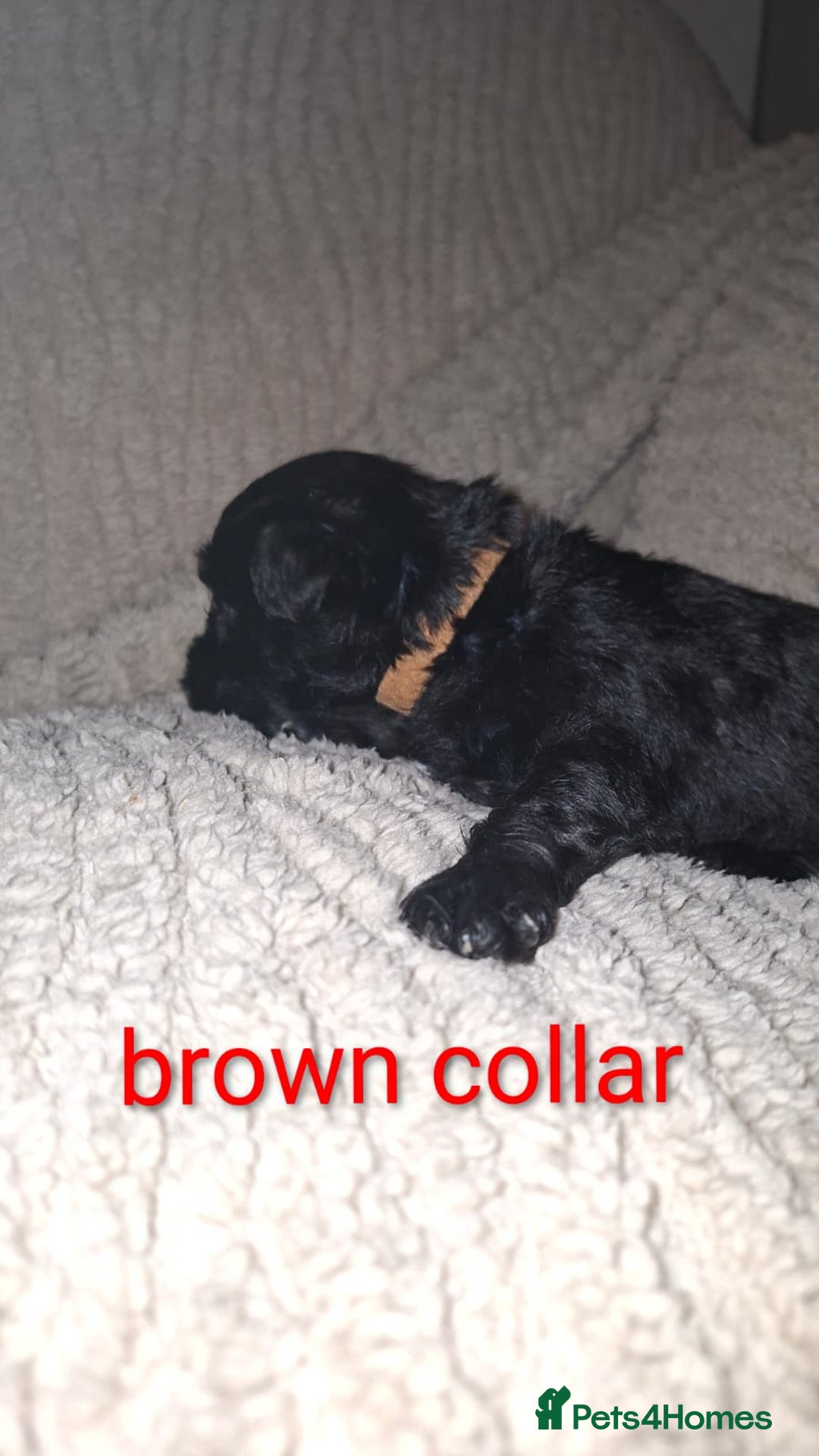 Miniature Schnauzer dogs for sale: 5 female miniature schnauzers - Image 9