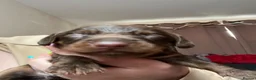 Mixed Breed dogs for sale: English springer spaniel cross dachshund  - Advert 11