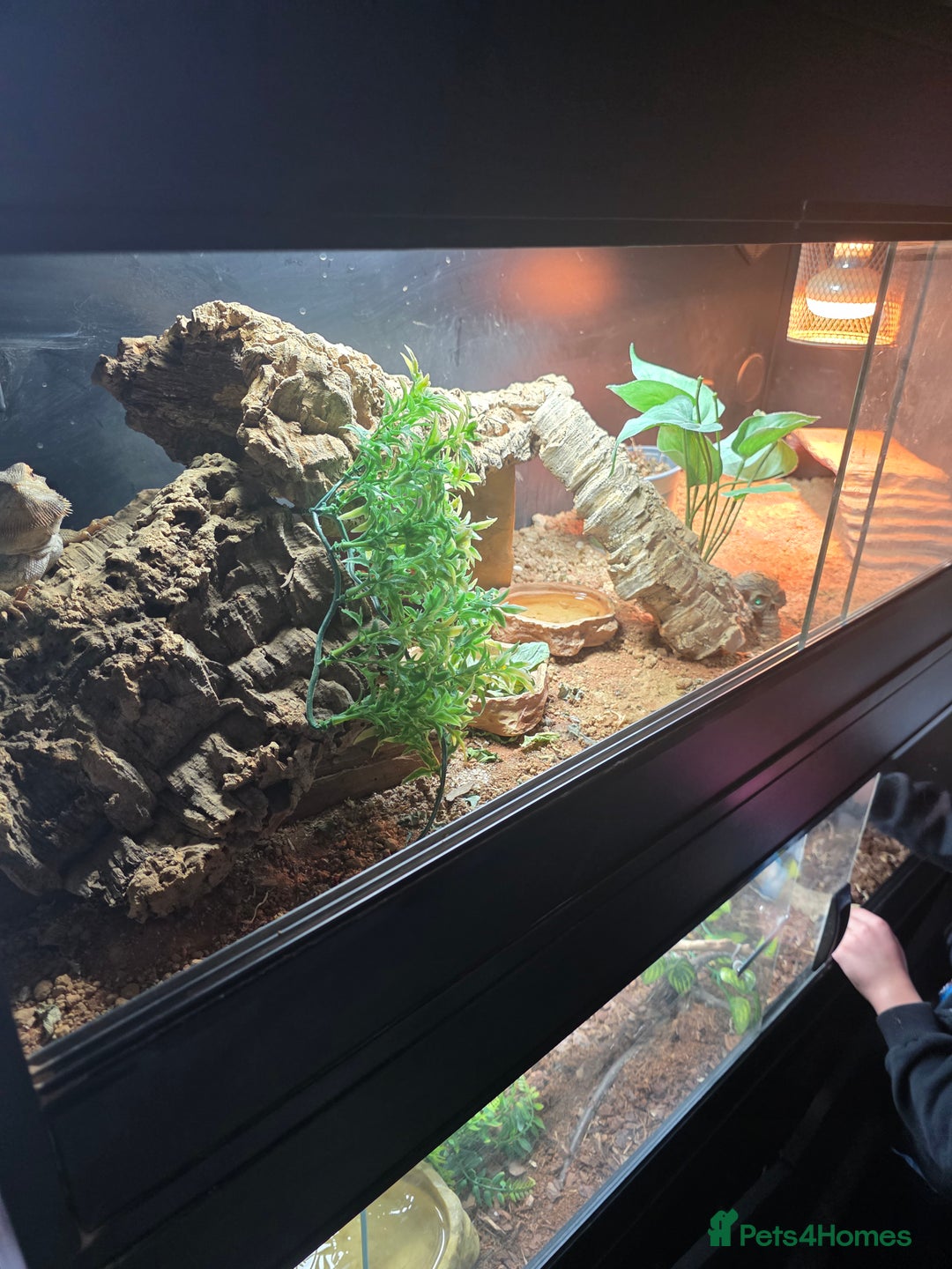 Bearded Dragon reptiles for sale: A very friendly and loving bearded dragon with viv - Image 4