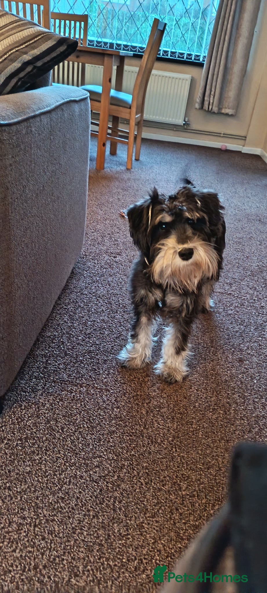Miniature Schnauzer dogs 11 Month Old Female Miniature Schnauzer  - Advert 4