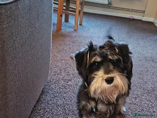 Miniature Schnauzer dogs 11 Month Old Female Miniature Schnauzer - Advert 2