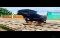 Tibetan Mastiff dogs for sale: 6 Tibetan Mastiff Puppies - Image 19