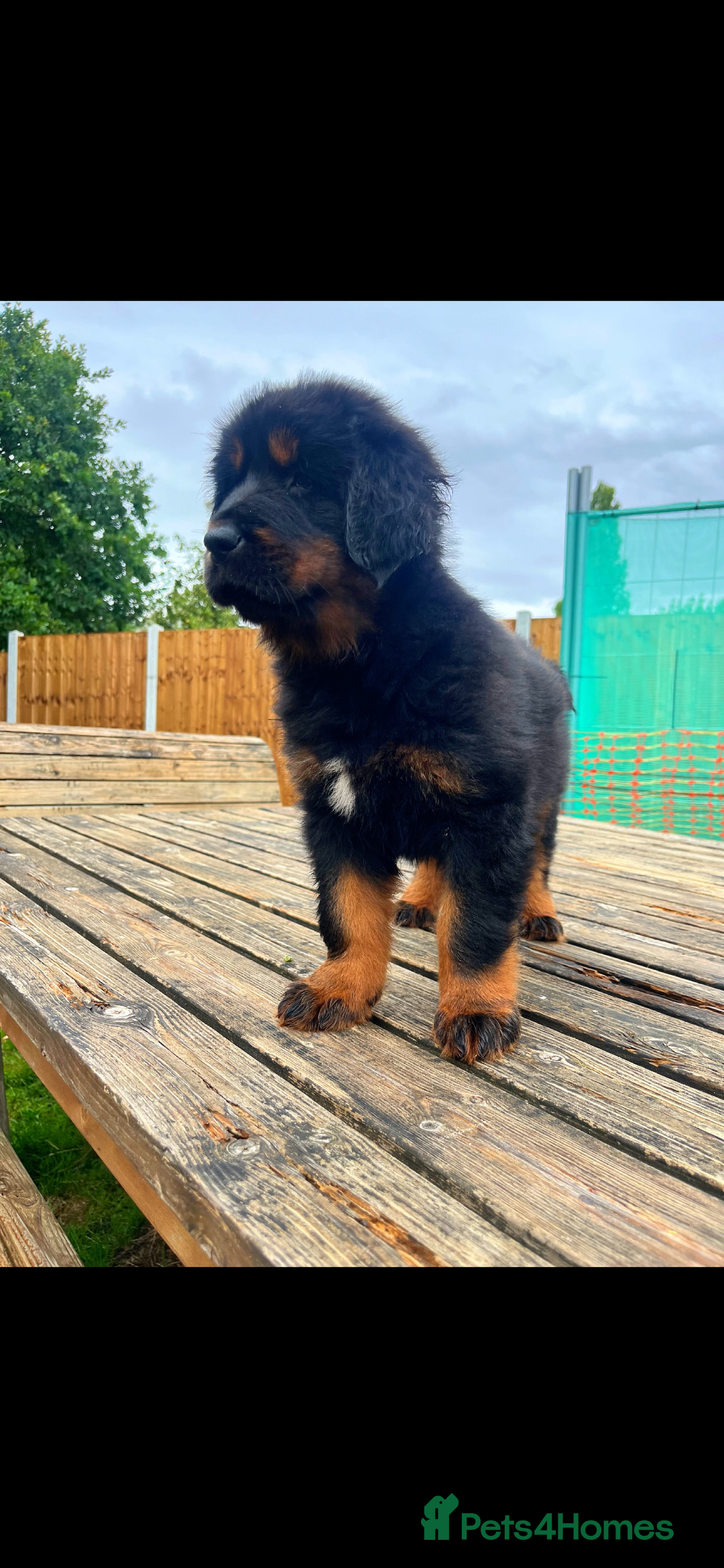 Tibetan Mastiff dogs for sale: 6 Tibetan Mastiff Puppies - Image 19