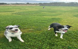 Border Collie dogs for sale: Border collie rehoming  - Image 4