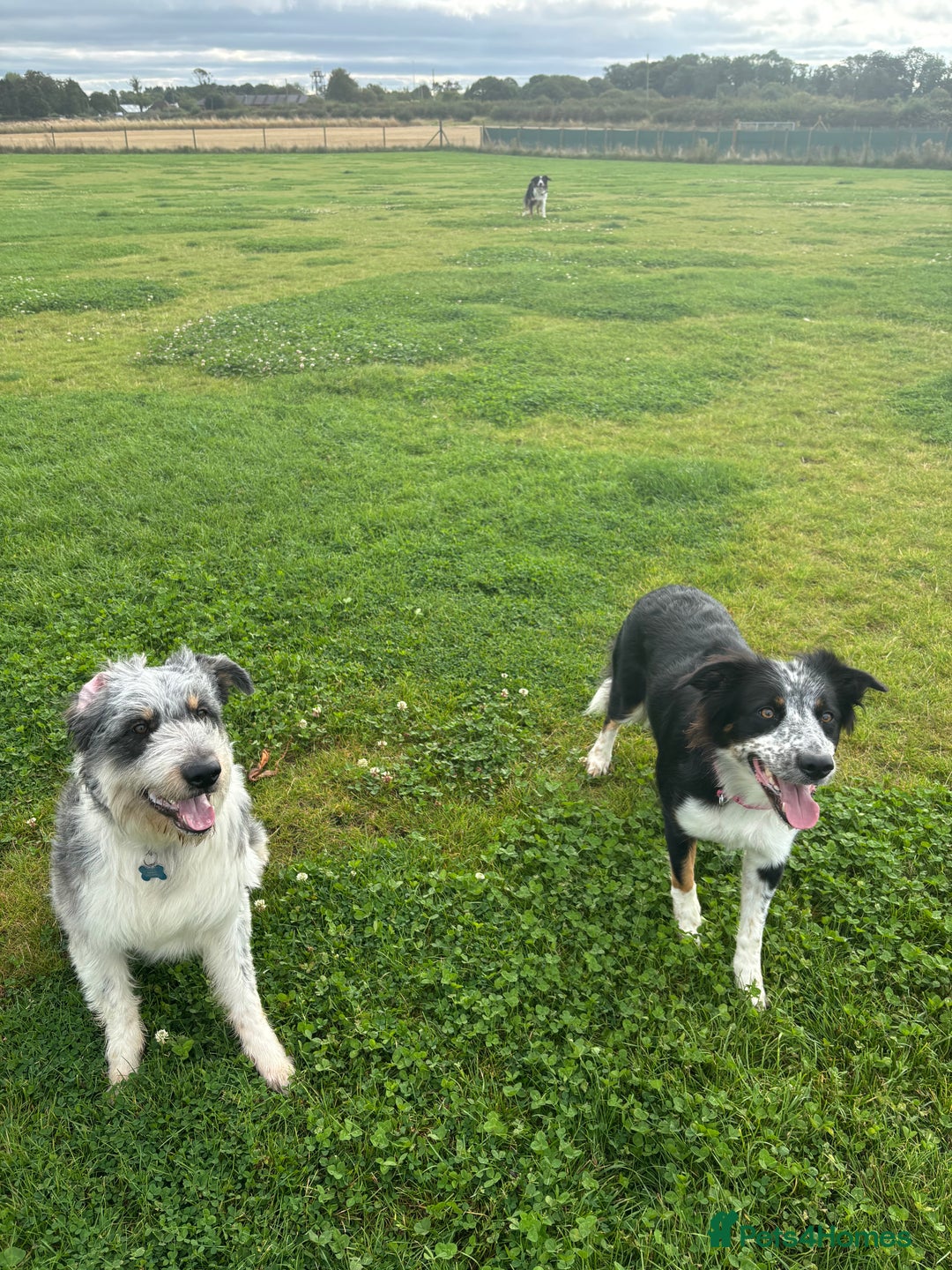Border Collie dogs for sale: Border collie rehoming  - Image 4