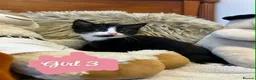 Mixed Breed cats for sale: 🩷Cross Maine Coone Kittens🩷 - Advert 9