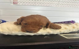 Cockapoo dogs for sale: Stunning 5  fully health tested  cockapoos  - Advert 11