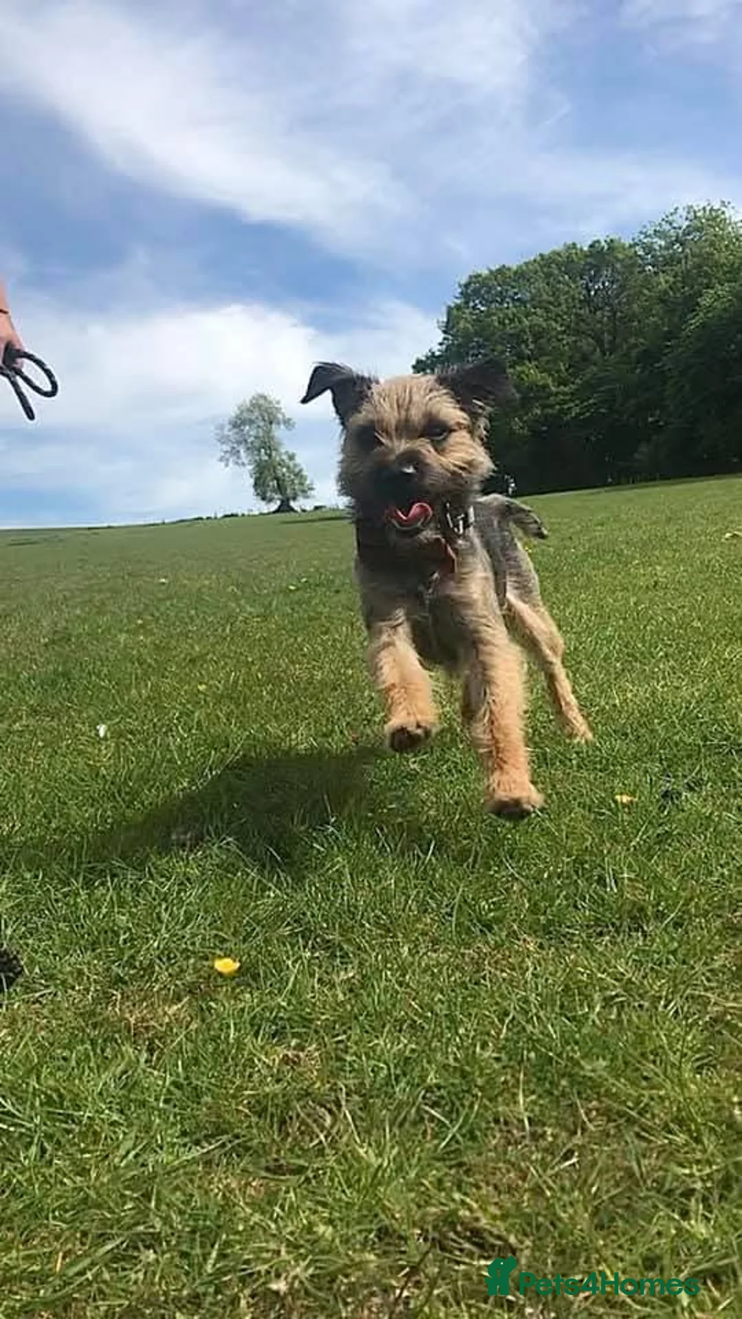 Border Terrier dogs for stud: Male border terrier  in Ruthin - Advert 2