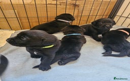 Labrador Retriever dogs for sale: Black labrador retreivers - Image 2